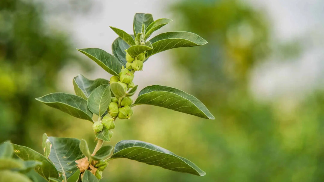 Ashwagandha: A Gentle Cleanse for Mind & Body