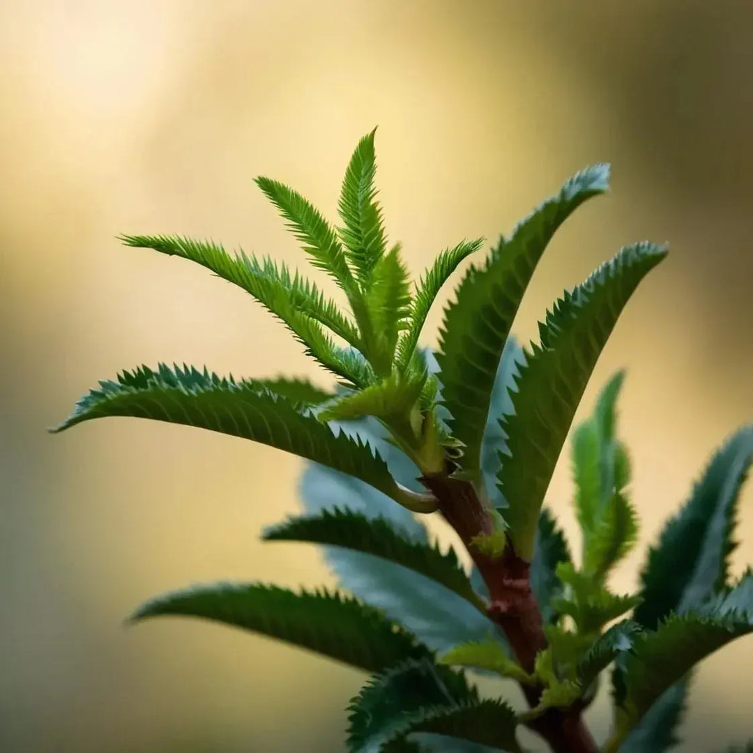 Chanca Piedra: Your Natural Ally in Kidney Stone Relief