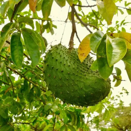 GRAVIOLA (SOURSOP) GUANABANA LEAF SUPER HERB