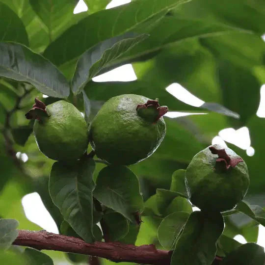 Guava Leaf Super Herb: Benefits and Uses | Herbal Goodness