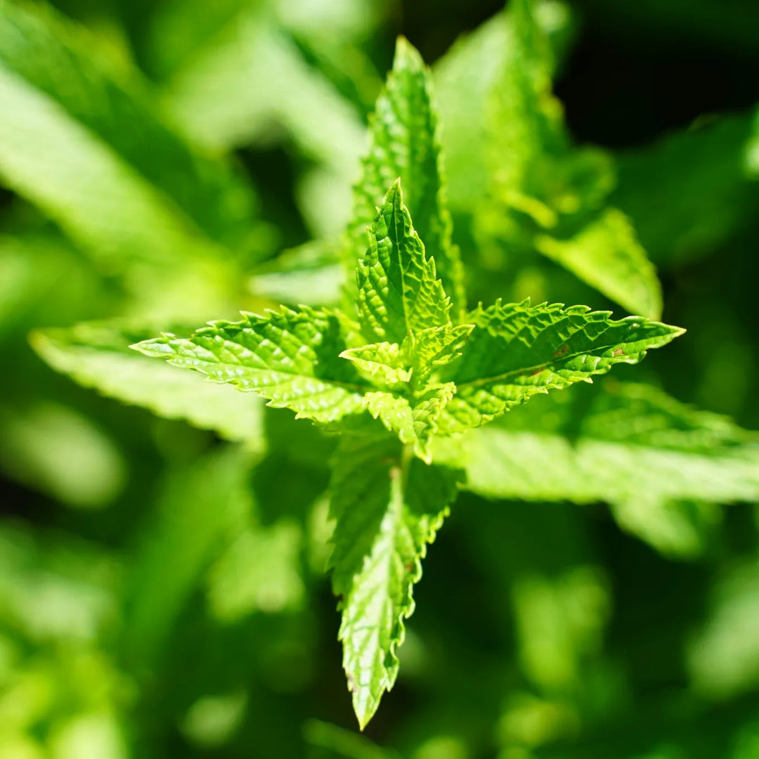 Lemon Balm: A Natural Solution for Anxiety and Stress Support