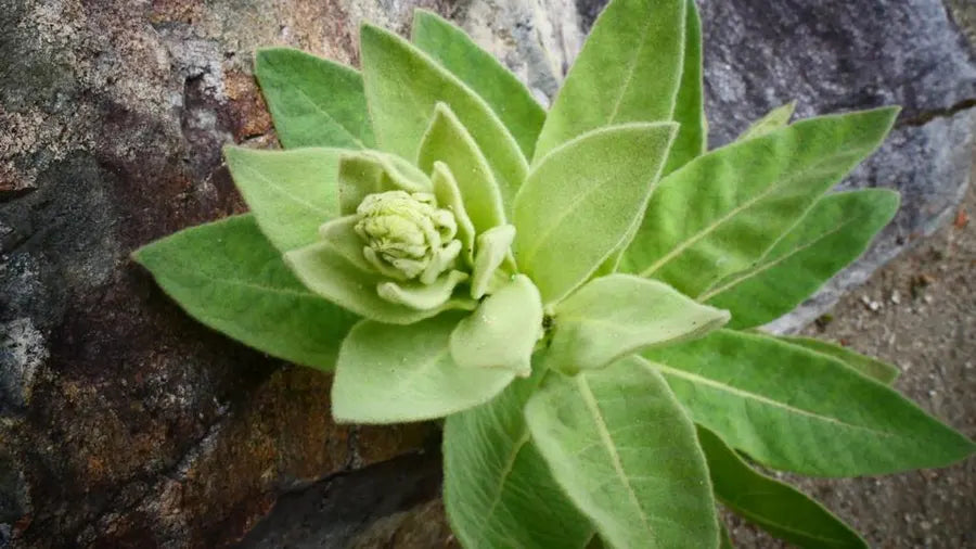 Succulent plant with light green rosette leaves for Mullein Leaf daily wellness benefits.