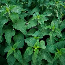 Lush green nettle leaf plants promoting urinary health and hair growth benefits.