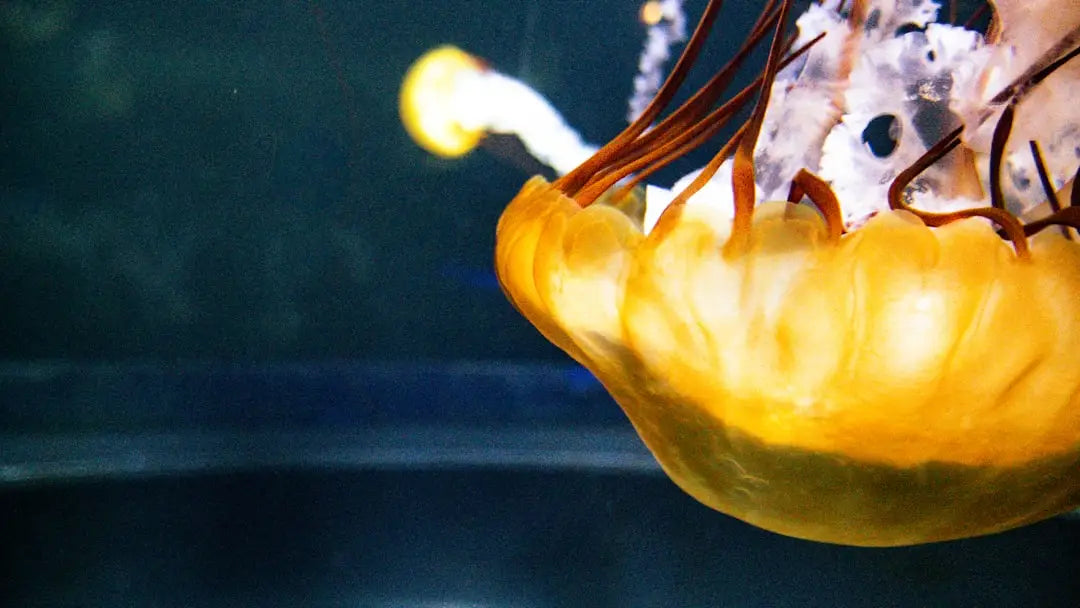 a close up of a jellyfish in a tank