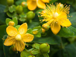 Bright yellow St. John’s Wort flowers with green leaves for natural health benefits