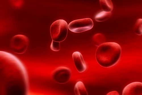 Red blood cells in plasma symbolizing support for a loved one’s ITP journey.