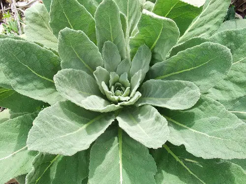 Succulent plant with fuzzy leaves, highlighting the calming effects of mullein leaf tea.