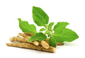 Dried Ashwagandha root pieces with fresh leaves showcasing health benefits of this adaptogen.