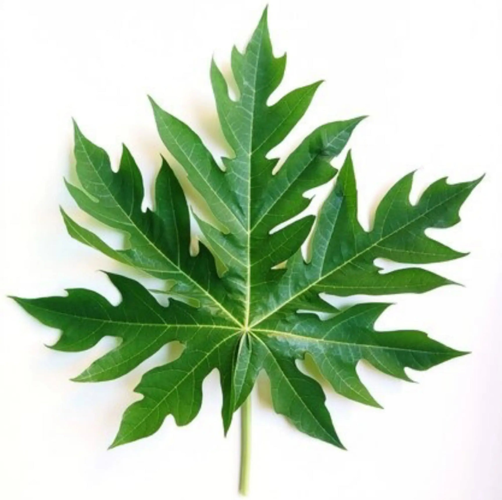 Top Uses of Organic Papaya Leaf Extract | Herbal Goodness