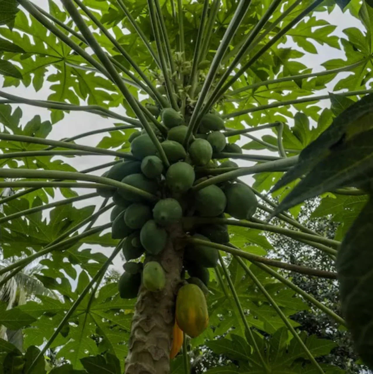 What’s the Deal with Papaya Leaves?  | Herbal Goodness