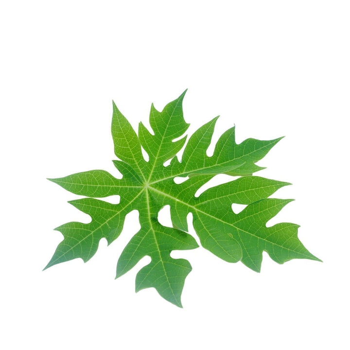 Bulk Herbs & Roots - 4oz Bulk Herb Herbal Goodness Papaya Leaf 