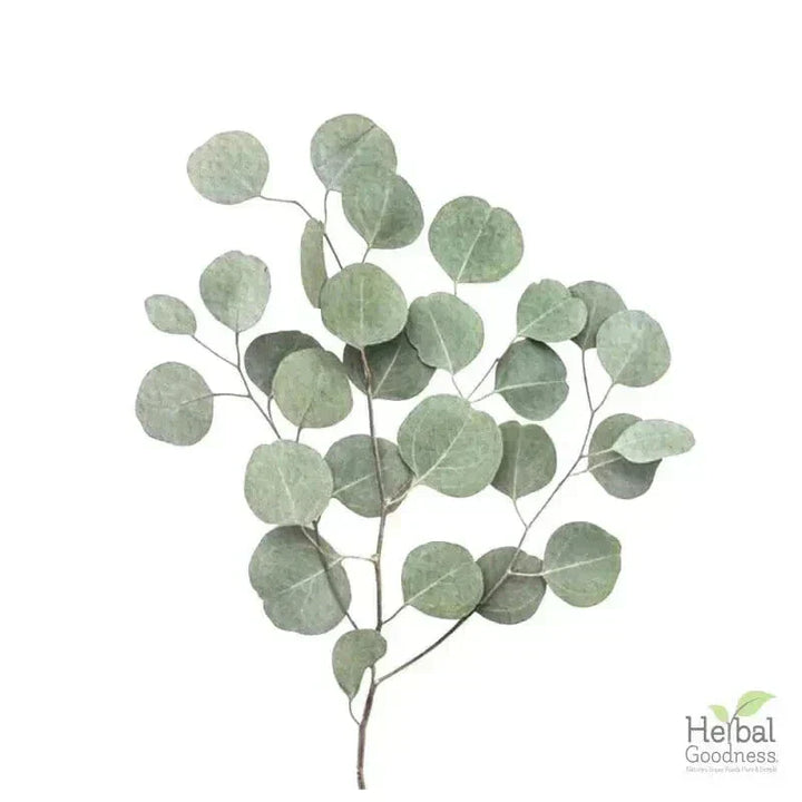 Bulk Herbs & Roots - 4oz Organic bulk teas for digestion, energy, detox Bulk Herb Herbal Goodness Eucalyptus Leaf 
