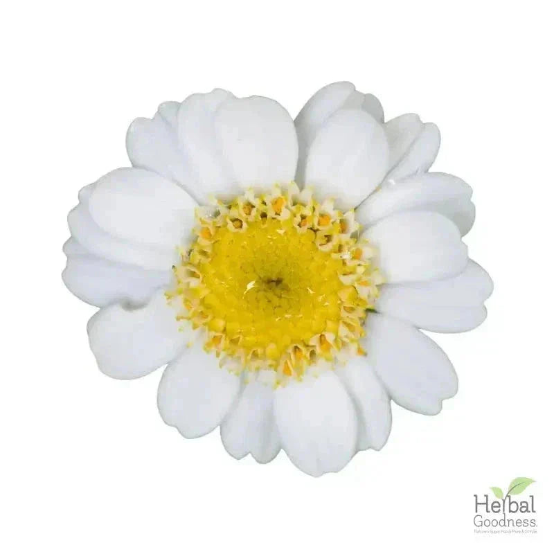 Bulk Herbs & Roots - 4oz Organic bulk teas for digestion, energy, detox Bulk Herb Herbal Goodness Feverfew Leaf 