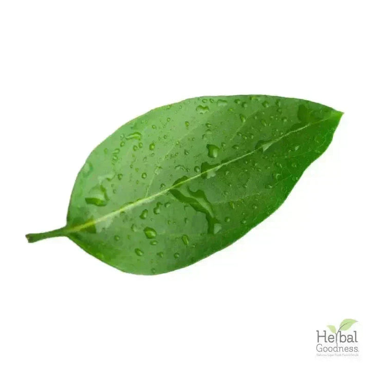 Bulk Herbs & Roots - Organic 4oz Bags - Herbal Tea Bulk Herb Herbal Goodness Guayusa Leaf 