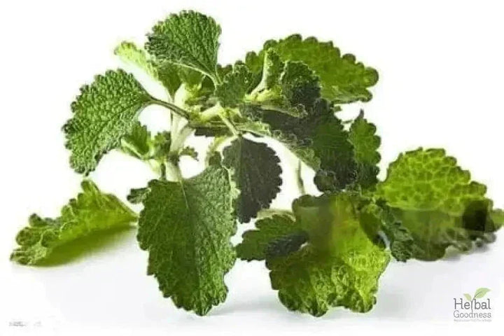 Bulk Herbs & Roots - 4oz Organic bulk teas for digestion, energy, detox Bulk Herb Herbal Goodness Horehound Leaf 