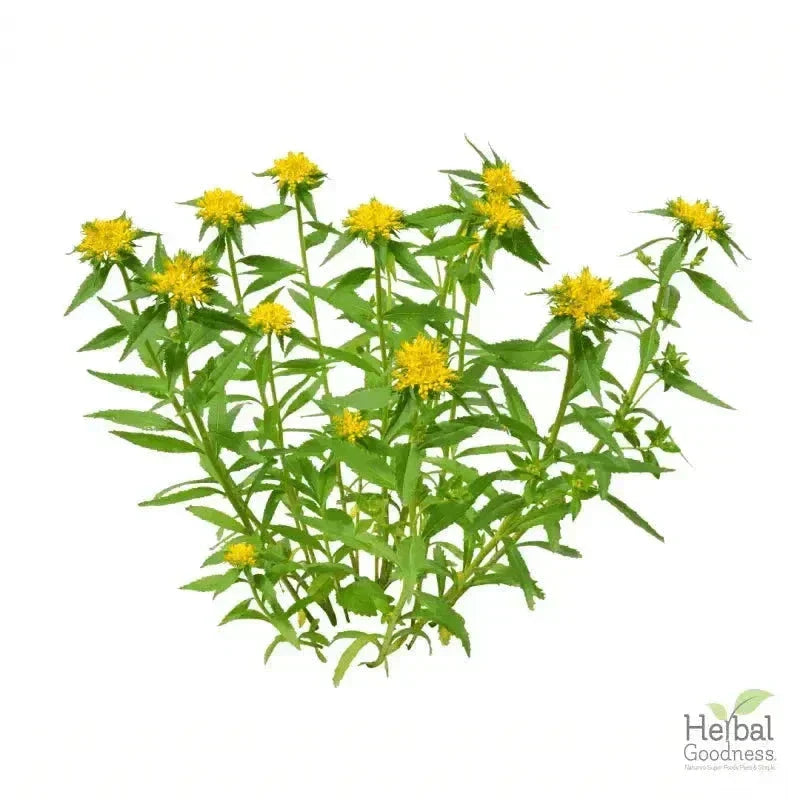 Bulk Herbs & Roots - Organic 4oz Bags - Herbal Tea Bulk Herb Herbal Goodness Rhodiola Root 