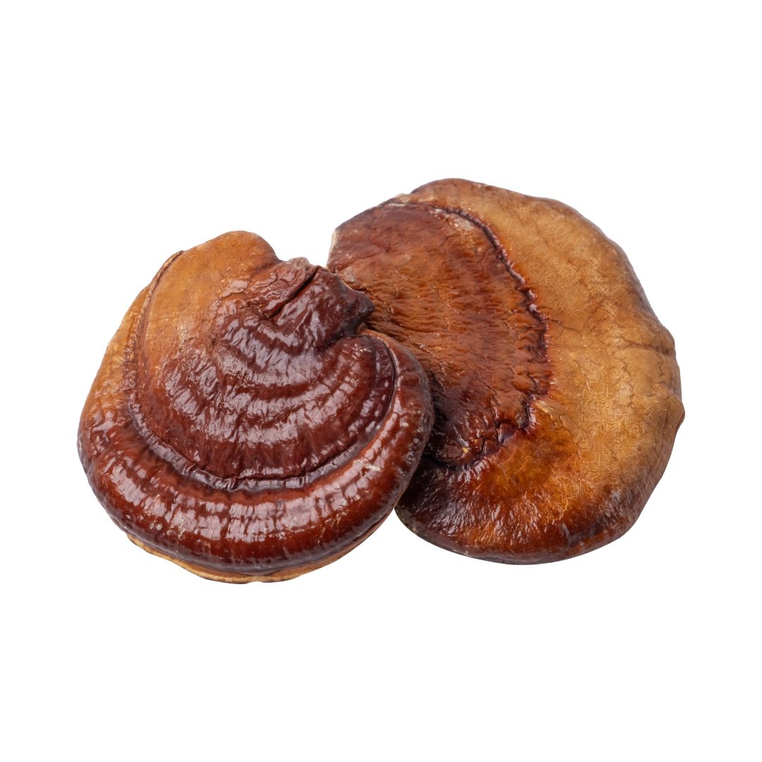 Reishi mushrooms with glossy reddish-brown caps featured in Mushroom Powders and Coffee