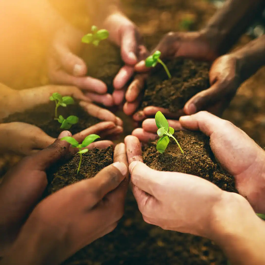 Multiple hands holding soil with young green seedlings sprouting.