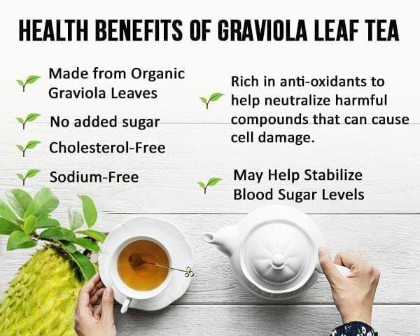 Soursop Graviola Leaf Tea - 100% Organic - Cell rejuvination Herbal Goodness 